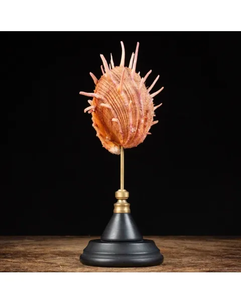 Spondylus Regius