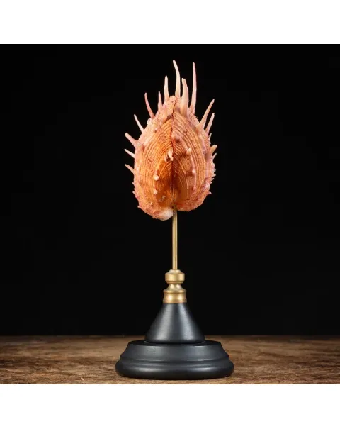 Spondylus Regius