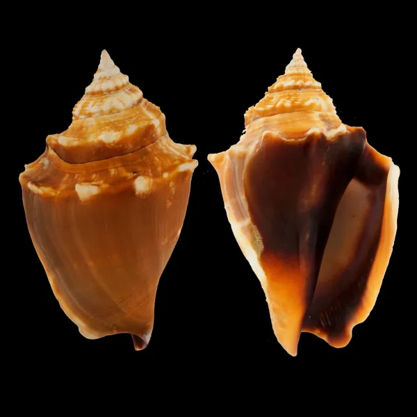 Strombus Alatus