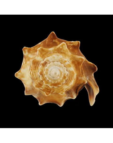 Strombus Alatus