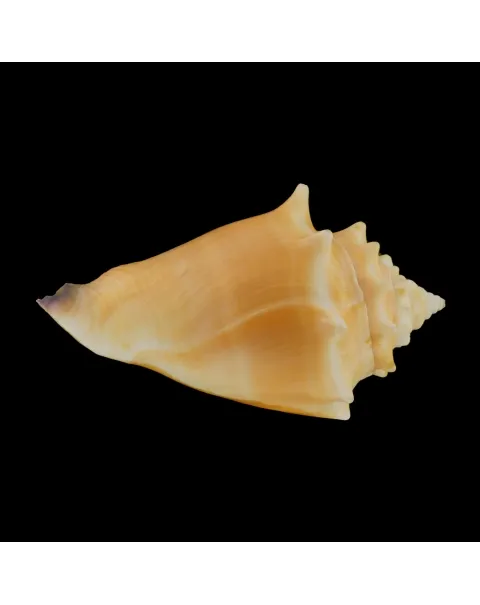 Strombus Alatus