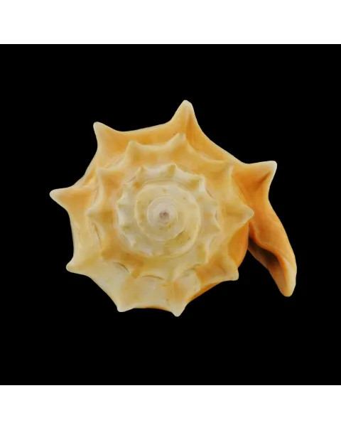 Strombus Alatus