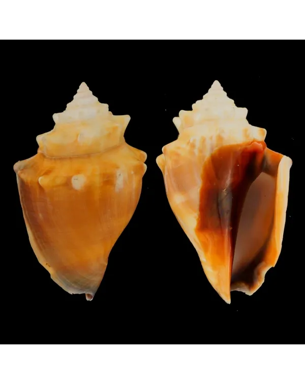 Strombus Alatus