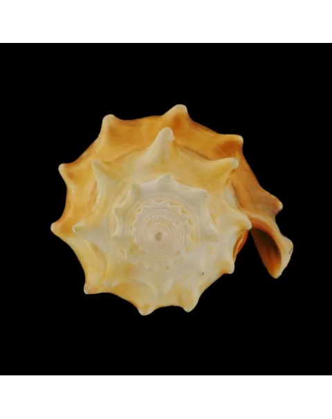 Strombus Alatus