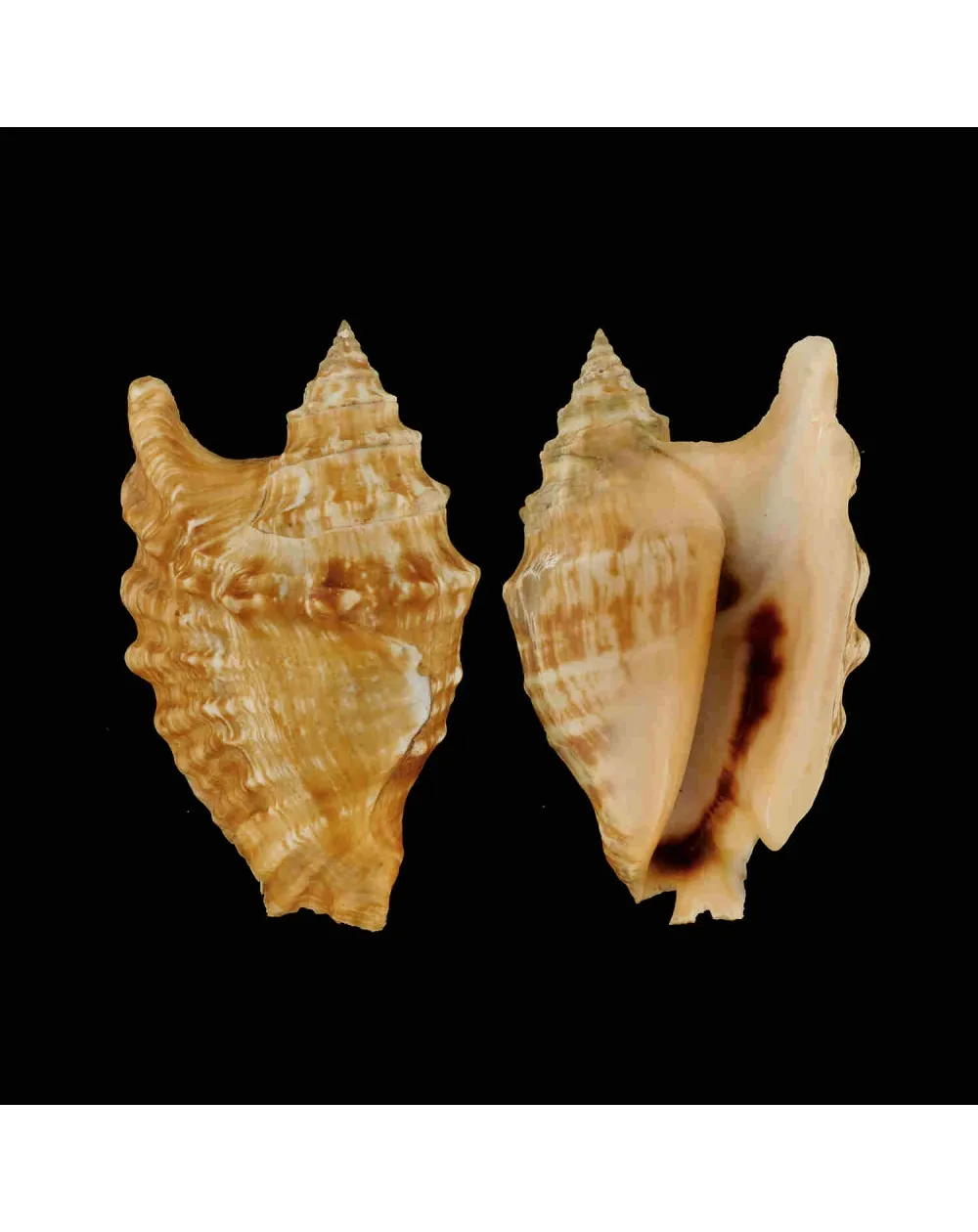 Tricornis Oldi﻿﻿