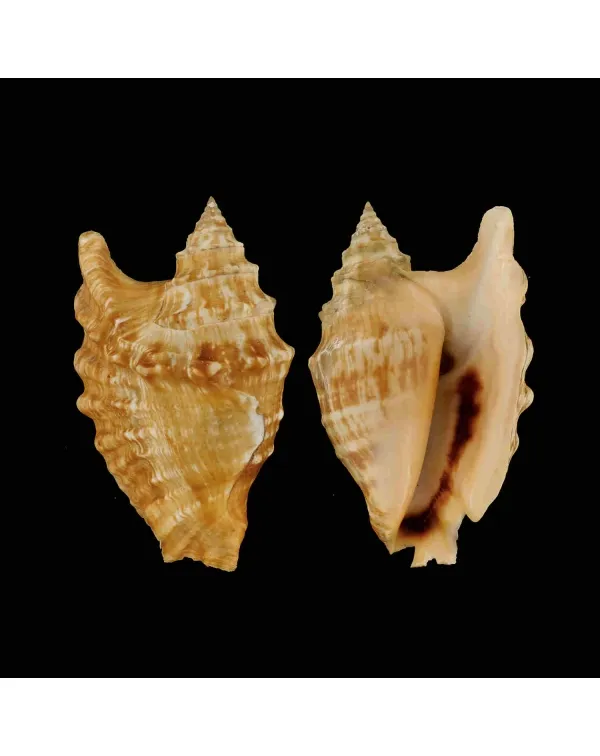 Tricornis Oldi﻿﻿