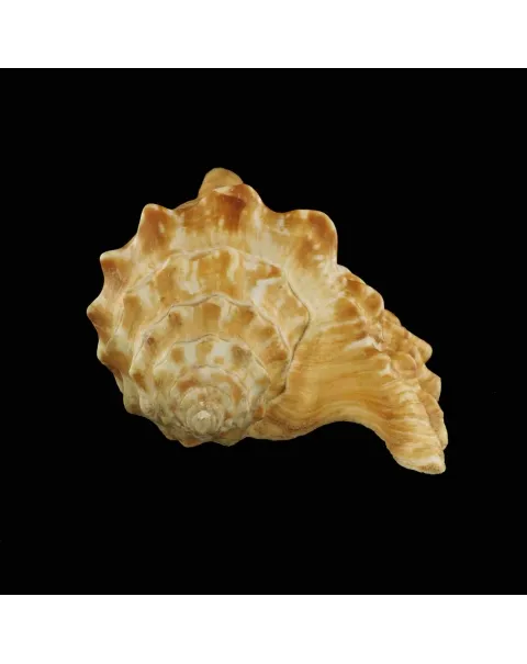 Tricornis Oldi﻿﻿