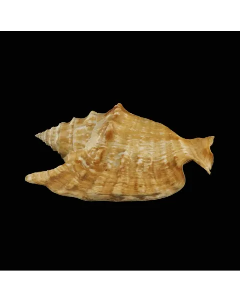 Tricornis Oldi﻿﻿