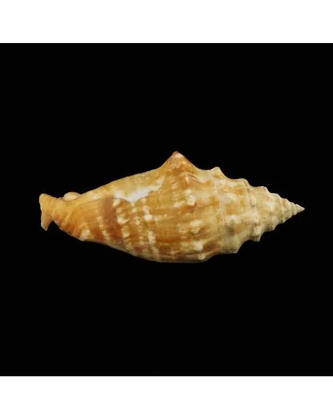 Tricornis Oldi﻿﻿