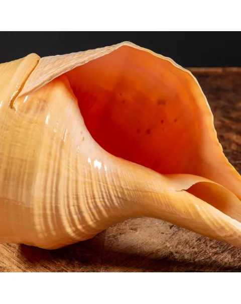 Syrinx Aruanus