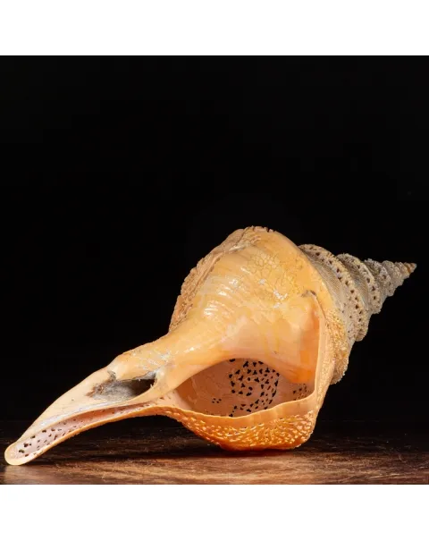 Syrinx Aruanus Intarsiato