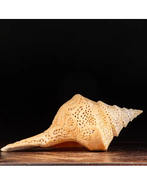 Syrinx Aruanus Intarsiato