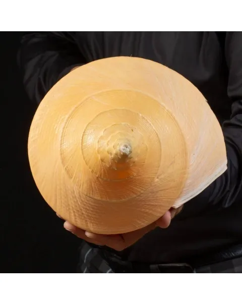 Syrinx Aruanus