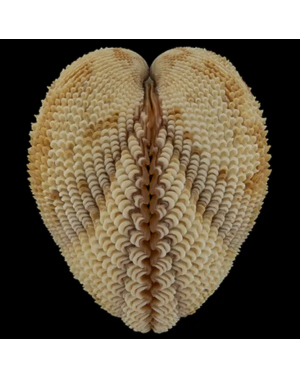 Trachycardium Consors
