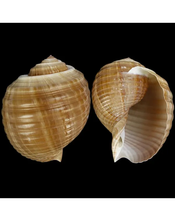Tonna Canaliculata