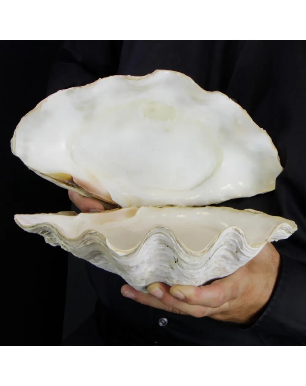 Tridacna Derasa