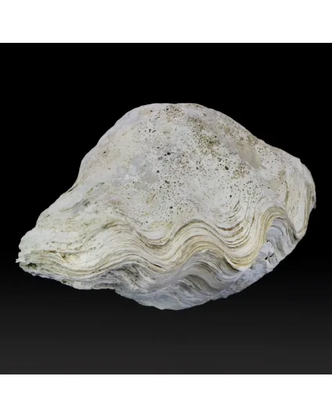 Tridacna Derasa