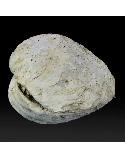 Tridacna Derasa