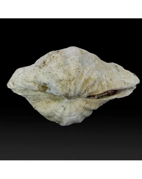 Tridacna Derasa
