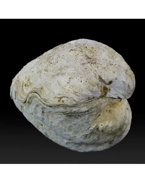 Tridacna Derasa