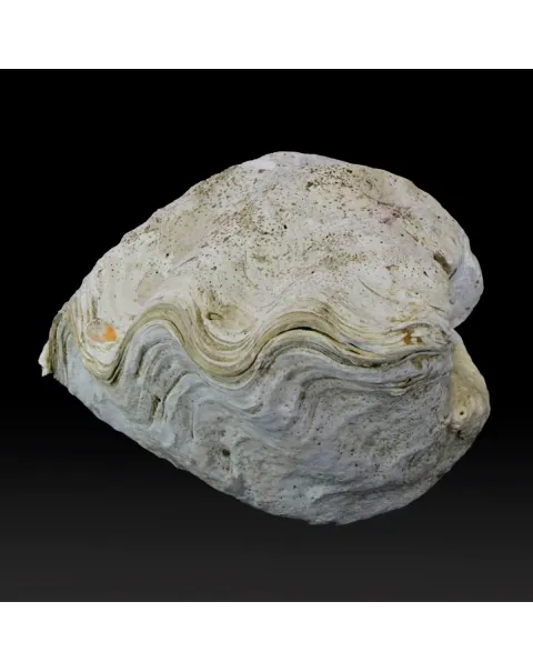 Tridacna Derasa