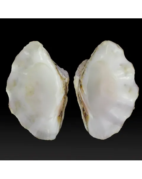 Tridacna Derasa
