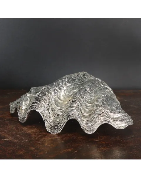 Tridacna Derasa