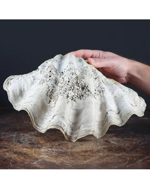 Tridacna Derasa