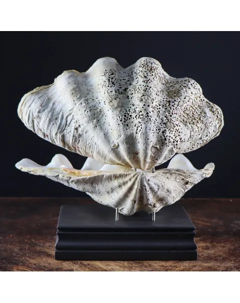 Tridacna Derasa