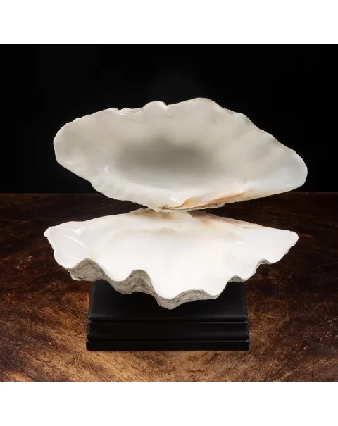 Tridacna Derasa