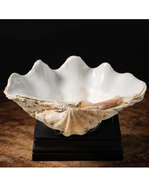 Tridacna Derasa