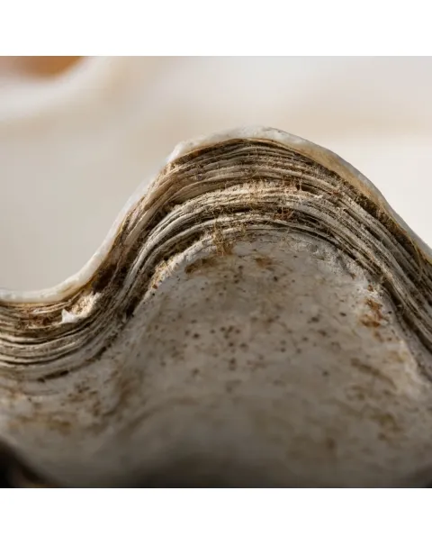Tridacna Derasa