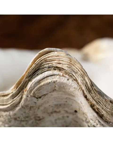 Tridacna Derasa