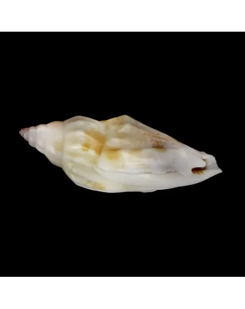 Tridentarius Dentatus DWARF