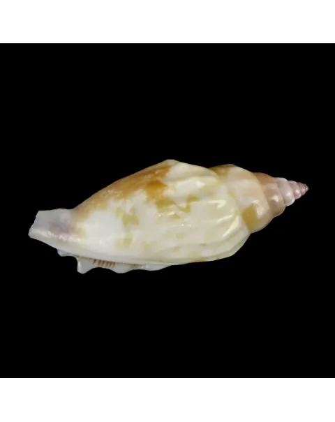 Tridentarius Dentatus DWARF