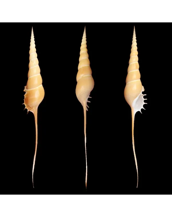 Tibia Fusus