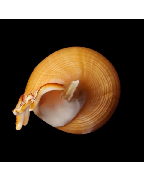 Tibia Fusus