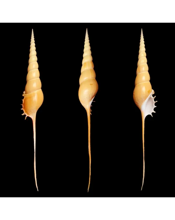 Tibia Fusus