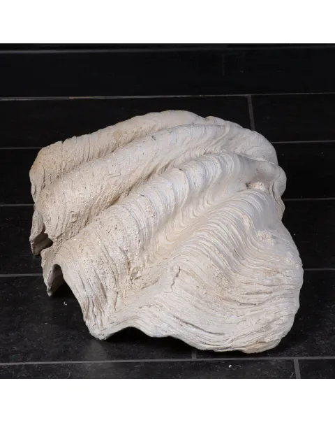 Tridacna Gigas (copia in resina)