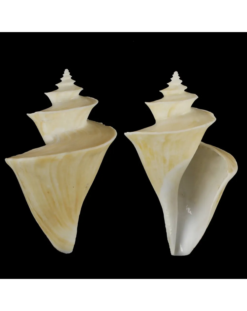 Thatcheria Mirabilis
