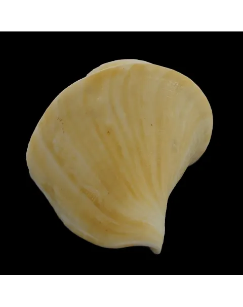 Thatcheria Mirabilis