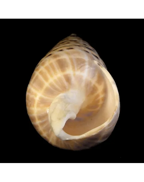 Terebra Oxymeris Maculata