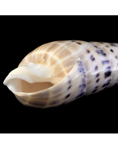 Terebra Oxymeris Maculata