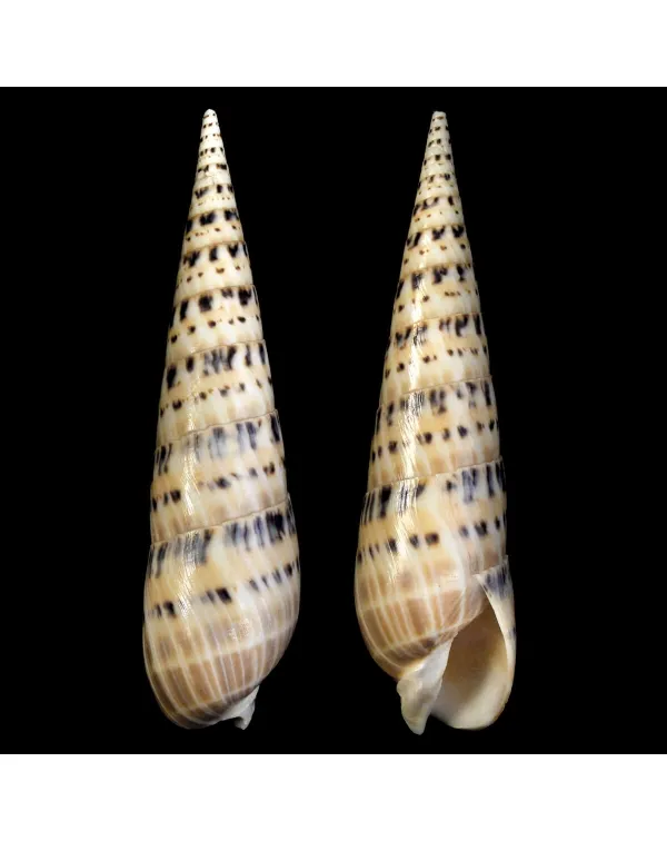 Terebra Oxymeris Maculata