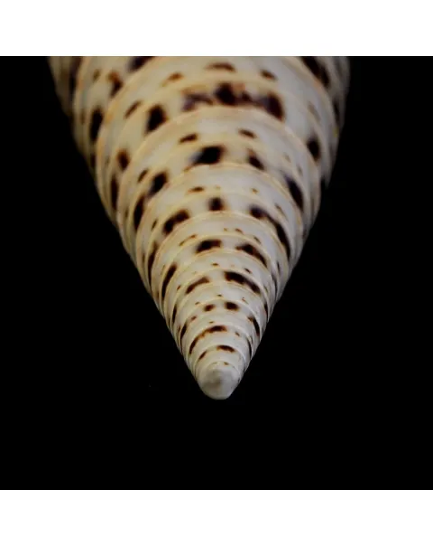 Terebra Oxymeris Maculata