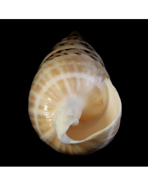 Terebra Oxymeris Maculata