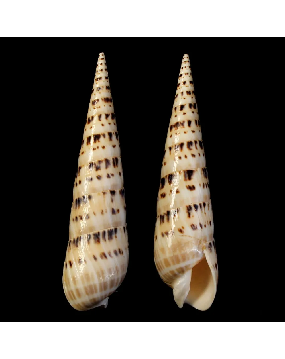 Terebra Oxymeris Maculata