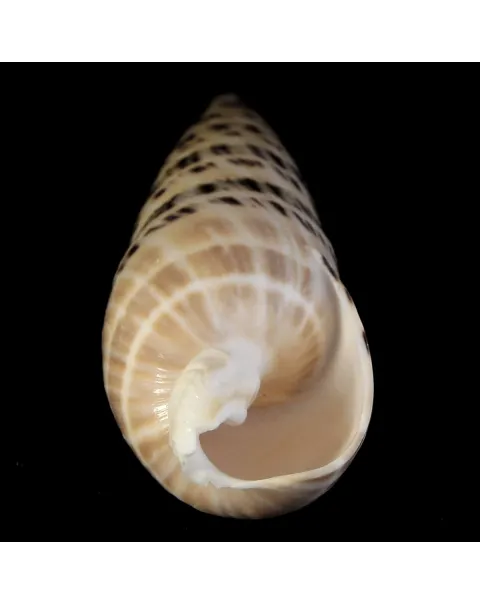 Terebra Oxymeris Maculata
