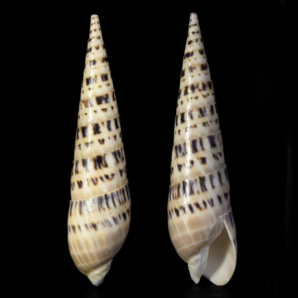 Terebra Oxymeris Maculata