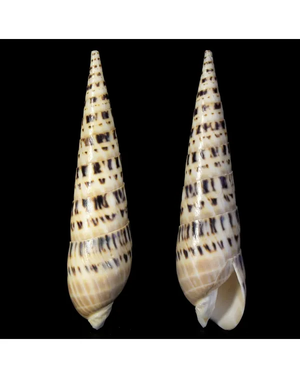 Terebra Oxymeris Maculata